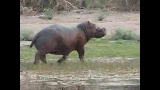 Hippo Attack on the Okavango Delta 2006