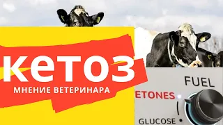 кетоз у коров. взгляд практика 1-я серия агрокомбинат Дзержинский