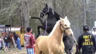 CREAM of the CROP Horse Show - Tennessee Walking Horse Contest !  Amazing !