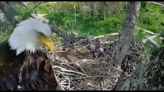 Trempealeau Eagles Mom feeds big fish and Dad comes in 05 08 2024