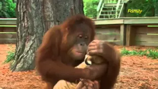 ¡Que ternura! La orangután los sorprendió a todos