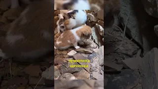 🐈 Мама-кошка Приютила Щенка🐶