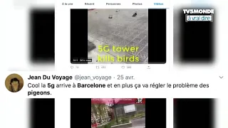 Non, le réseau 5G n'est pas un un tueur d'oiseaux