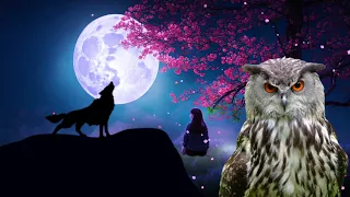 wolves howling sound, wolf sound, owls sound effect, owl hoot, owls hooting