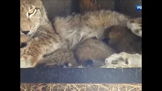 В Московском зоопарке родились сразу четверо рысят - Вести 24