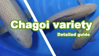 Chagoi Koi Fish variety – Development and characteristics [KOI GUIDE]