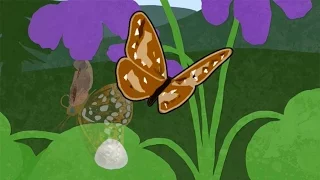 Oregon Silverspot Butterfly: A Habitat Threatened