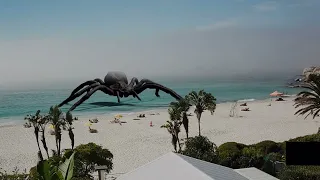 Biggest spider in the world appear in Karachi beach Pakistan