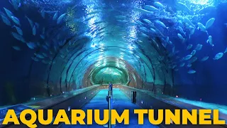Glass tunnel Aquarium 70 meters long! Oceanografic Valencia 4K