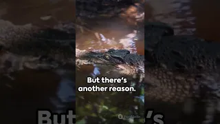 Why Do Crocodiles Eat Stones?