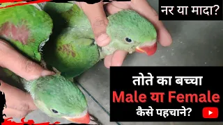 तोते का बच्चा Male या Female पहचाने | 3 steps में पहचाने