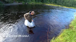 Солзенский рыбзавод выпустил молодь сёмги 📹 TV29.RU (Северодвинск)