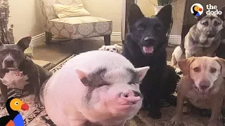 Pig Is Smarter Than His Dog Siblings | The Dodo