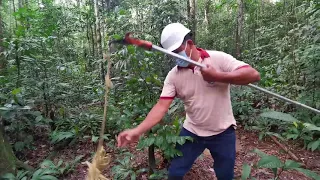 Fortalecimiento de herbarios amazónicos: proyectos de inversión del Programa Forestal del SERFOR