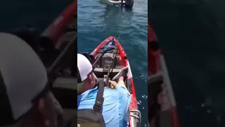 Pulled under by a big Shark Kayak Fishing