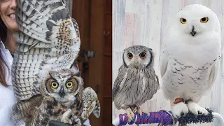 OWL BIRDS🦉- Funny Owls And Cute Owls Videos Compilation (2021) #002 - CLONDHO TV