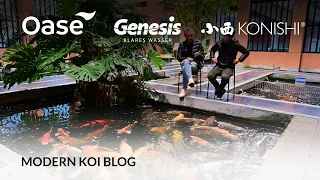 Modern Koi Blog #5647 - Live aus Japan: Die Schwiergkeiten der Koihaltung in Japan