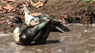 OMG😱 The poor Wild Duck Mother Was Swallowed alive By The komodo Dragon