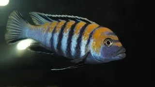 Cynotilapia afra cobue show male