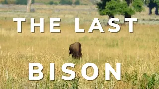 Why Didn't the Bison Go Extinct? - Ghosts of the Prairies - Episode 3 - Bison documentary