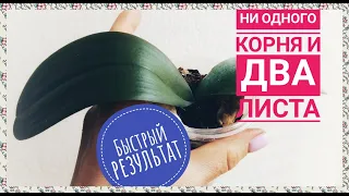 Как нарастить корни детке орхидеи. Детка орхидеи без корней. Белая орхидея.