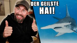 Die verrückte Biologie des Hammerhais...