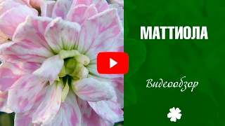 Маттиола 🌸 Выращивание и уход за цветком 🌸 Хитсад ТВ