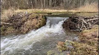 Beaver Dam Removal || A Lot Of Water Behind The Dam!