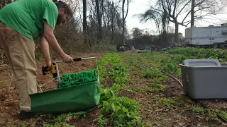 Mesclun mix: how to harvest using greens harvester.