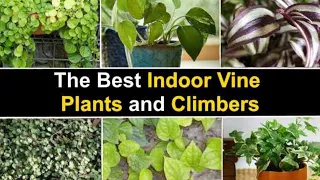 21 Flowering Climbing Vine Varieties with Identification |Vine Plants |Indoor and Outdoor Vine 🌱