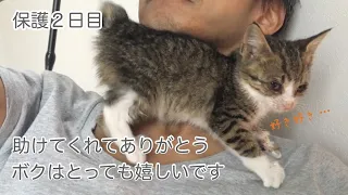 【保護２日目】保護した仔猫の好き好きアピールが可愛すぎる