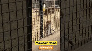 MONKEY PARK #tenerife #holiday #monkeypark #monkey #babymonkey #zoo #monkeyfeeding #jet2 #vacation