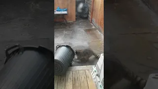 Raccoon vs Pitbull