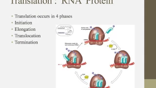 Notes for IB Biology chapter 7.3