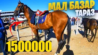 ЖЫЛҚЫ БАҒАЛАРЫ / МАЛ БАЗАР ТАРАЗ  / 20.08.2023