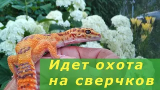 Охота эублефара на сверчков