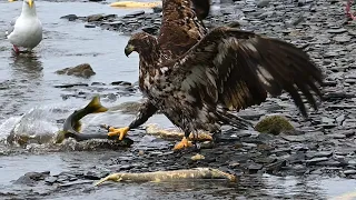 Fishing the Salmon Derby