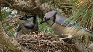 Bluejay Nest