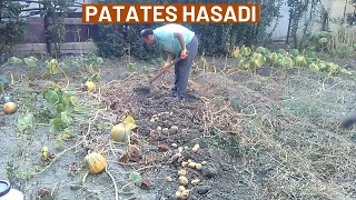 Patates Hasadı - Potato Harvest