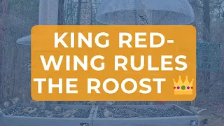 King Red-wing Rules the Roost 👑