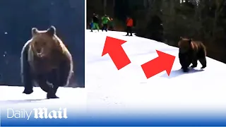 Hero ski instructor chased by bear after luring the animal away from his students in Romania