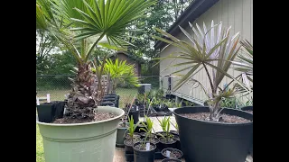 Quick April 2024 Palm Update | Transplanting, Spring Clean-Up & New Seedlings Starting