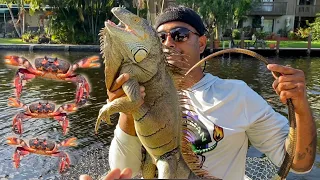 Day 14 Florida iguanas Caught EATING CRABS!! Epic iguana And Crab Hunt in Backwater Mangroves!