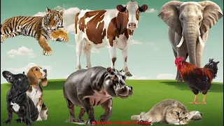 Happy Animal Farm Sounds: Hippo, Elephant, Cow, Tiger, Lion, Dog, Cat, Chicken - Cute Animal Moments
