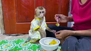 Monkey Boy Like Eat​ Pumpkin mp4