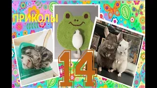 Лучшие приколы про ШИНШИЛЛ! Смешные ШИНШИЛЛЫ! Funny chinchillas❤#14