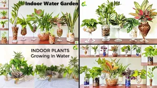 4 Ideas Water Garden/Plants Can Grow In Water Without Soil/Indoor Water Garden/ORGANIC GARDEN