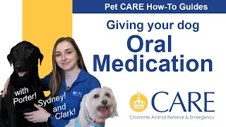 How to Give Meds to Your Dog - Pet CARE How-to Guides