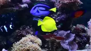 Эволюция домашнего рифа