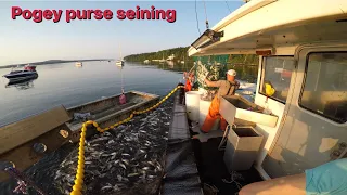 Menhaden purse seining!